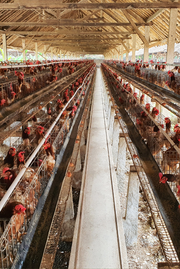 poultry farm loans