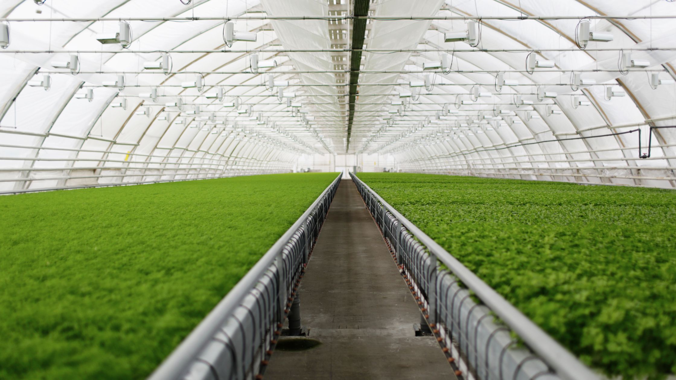 How Vertical Farming is Using Unwanted Office Spaces?