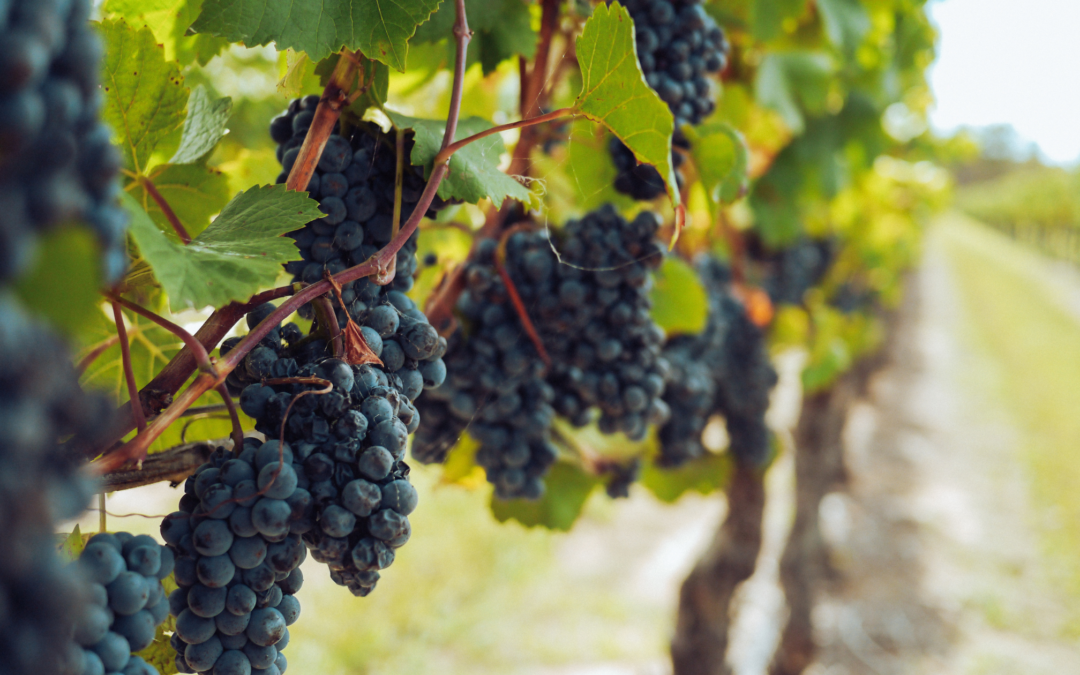 Everything You Need to Know About Vineyard and Winery Financing