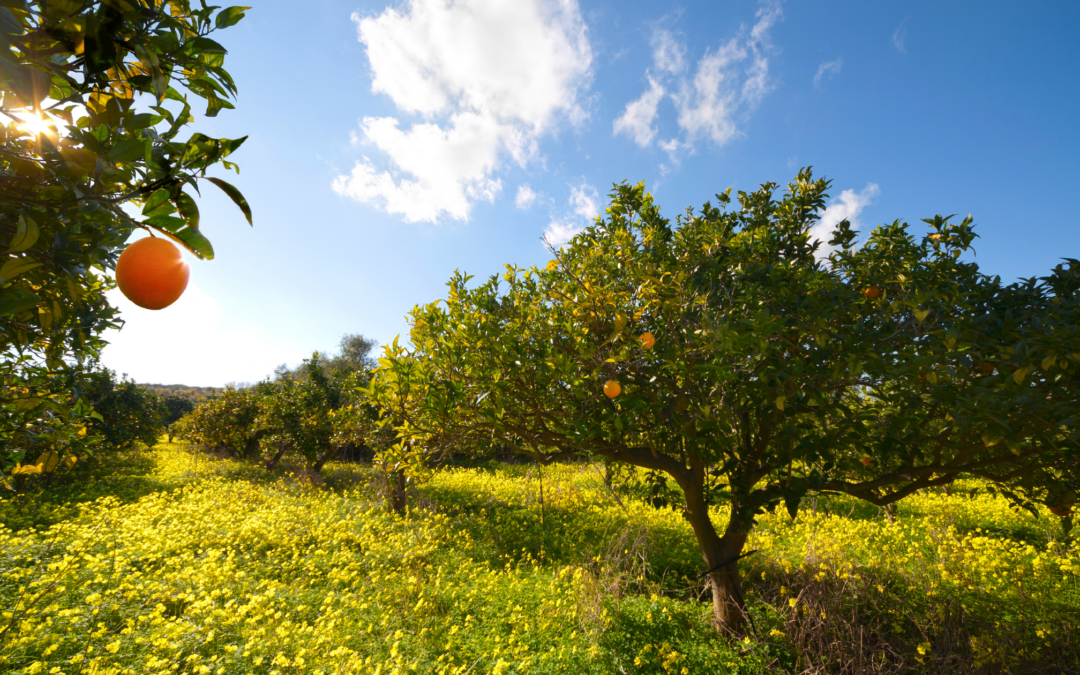 How to Use Citrus Loans for Raising Farm Capital