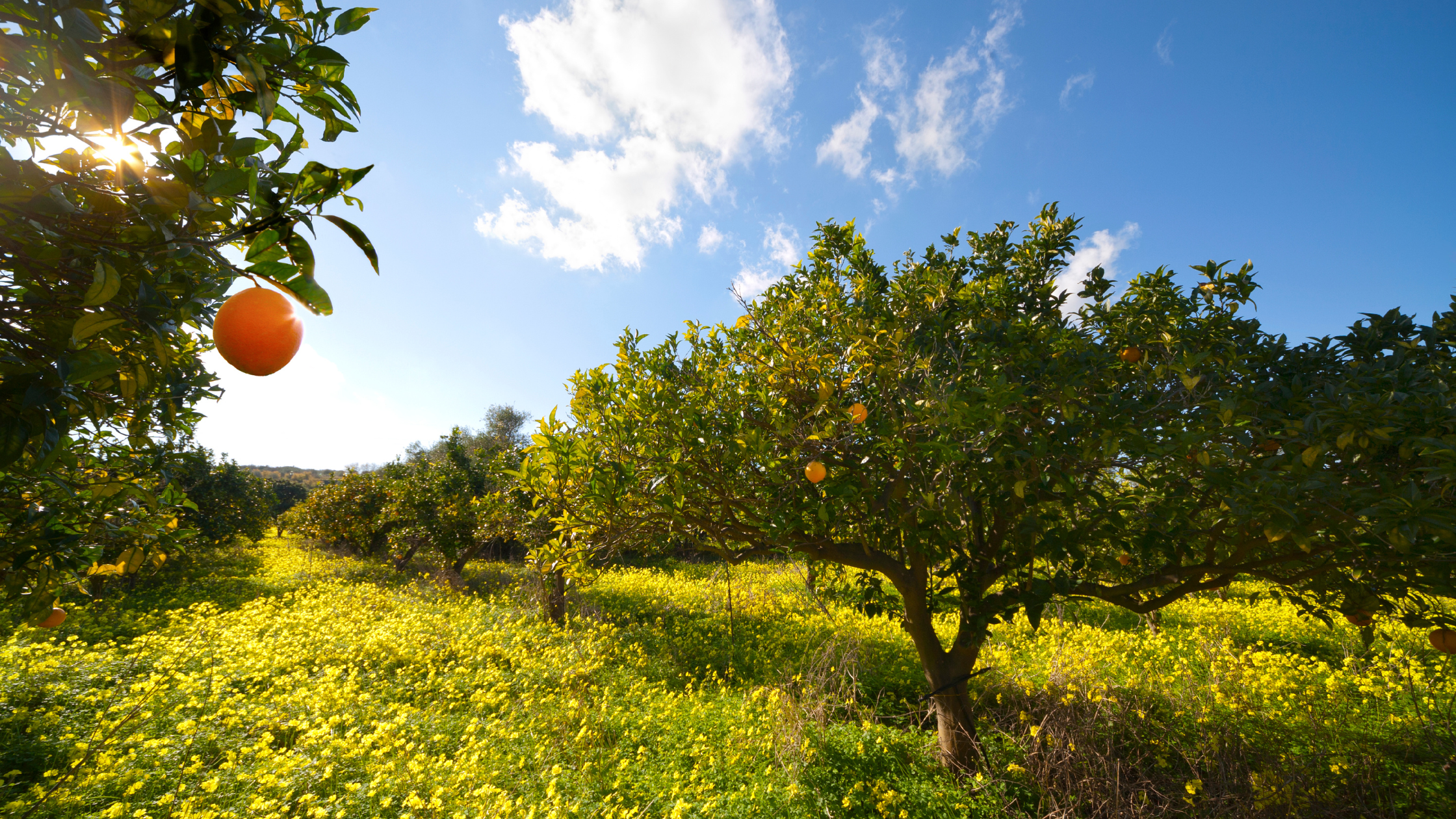 Citrus Loans for Raising Farm Capital