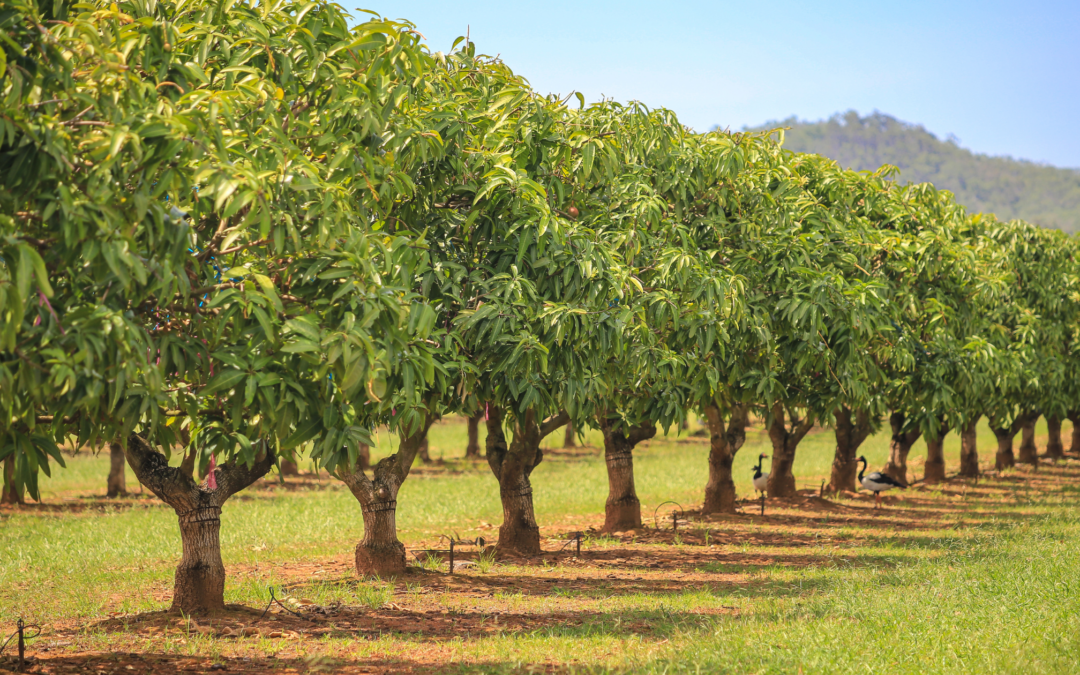 How to Qualify for an Orchard Loan to Grow Your Agricultural Business