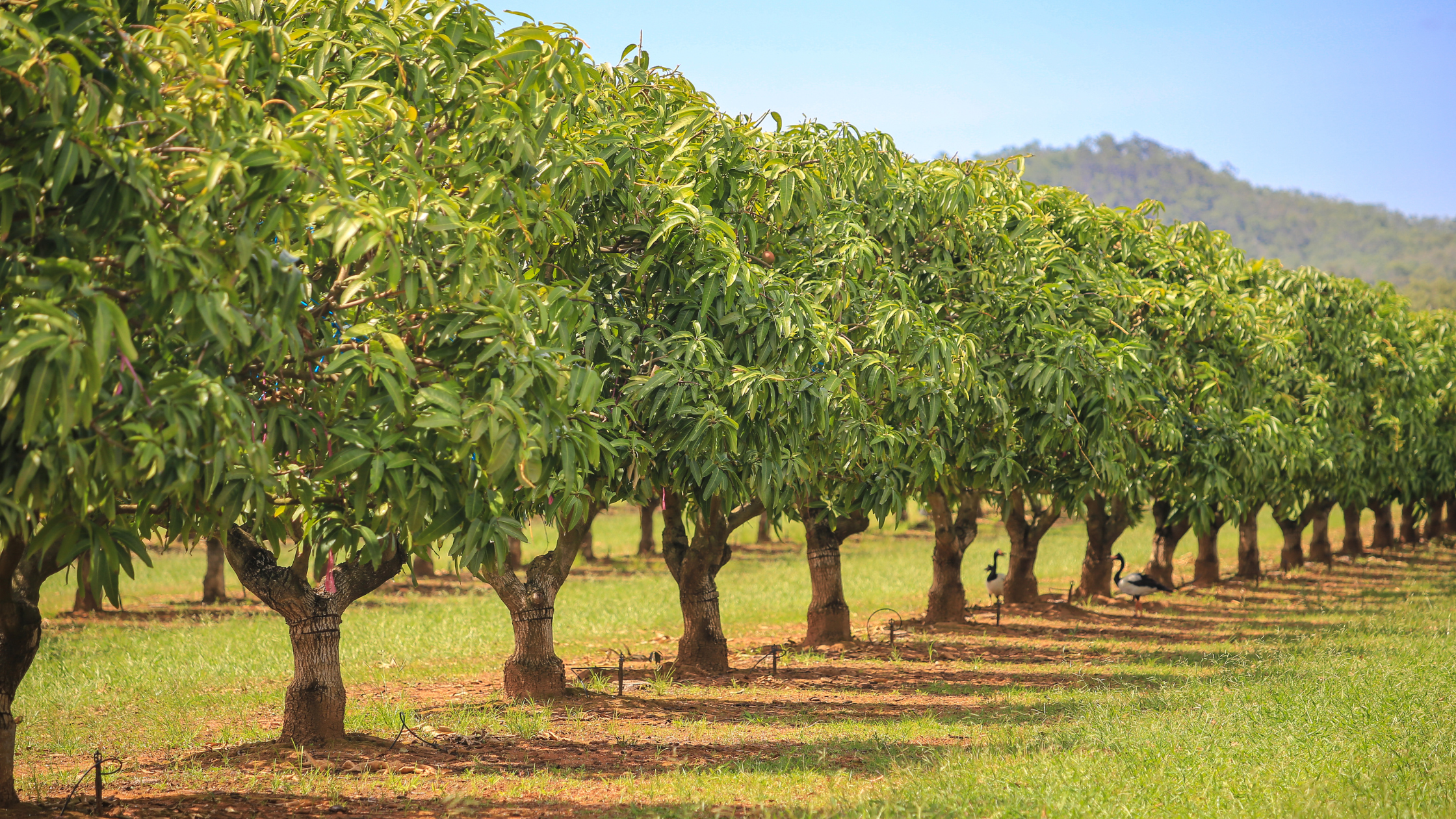 Orchard Loan to Grow Your Agricultural Business