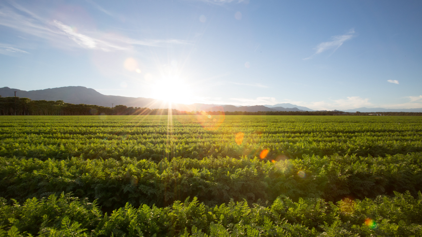 Agricultural Land