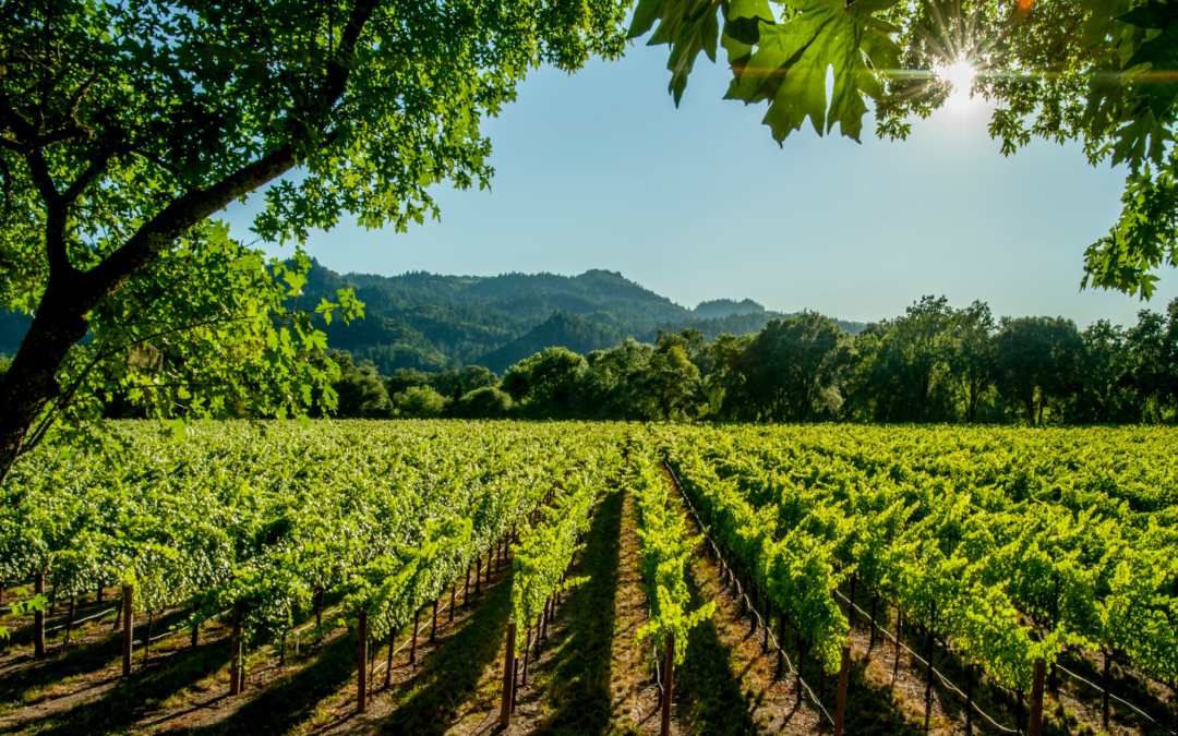 How Vineyard Loans Can Fuel Winery Expansion and Growth