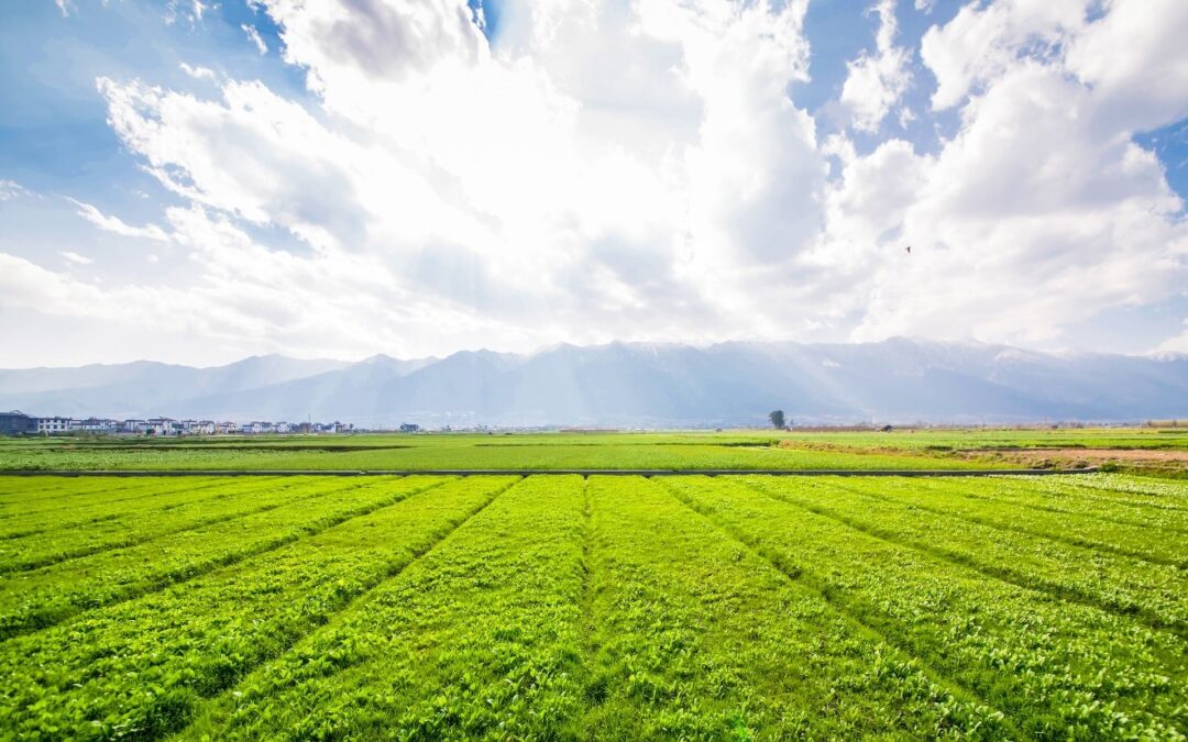 The Future of Farmland: 2025 Outlook