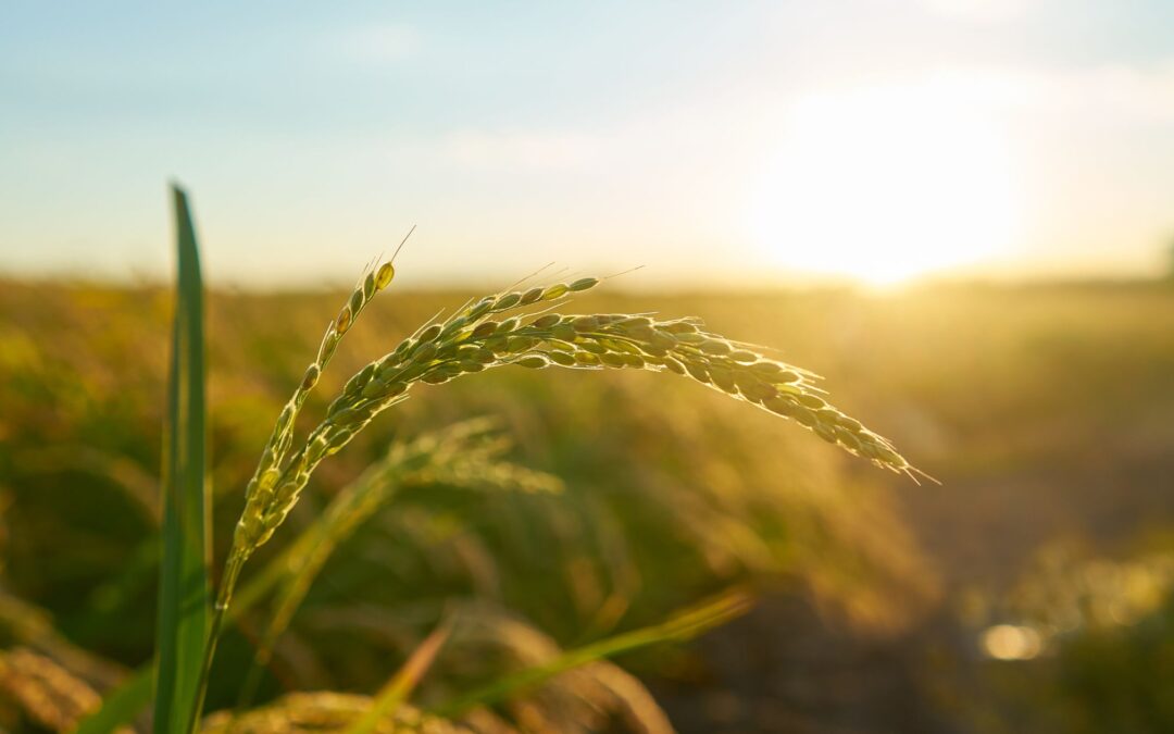 8 Private Lending and Government-Backed Financing Options for AgriBusinesses