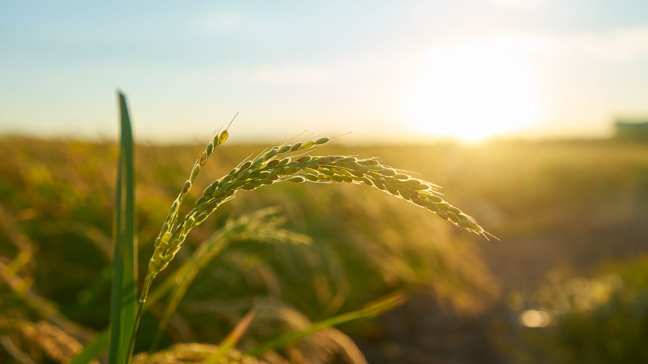 Private Lending and Government-Backed Options for Agri Businesses Private Lending and Government-Backed Options for Agri Businesses