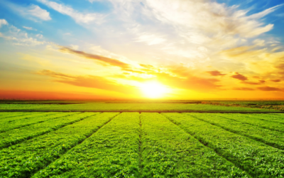 Beyond the Concrete: Why Farmland is the New ‘Safe Haven’ for CRE Investors?
